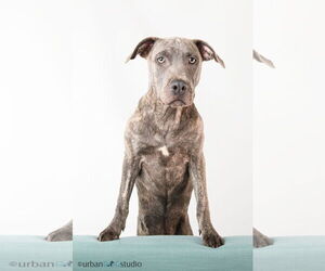 Sydney - F - Female American Pit Bull Terrier-German Shepherd Dog Mix Dog for Adoption - Photo #2