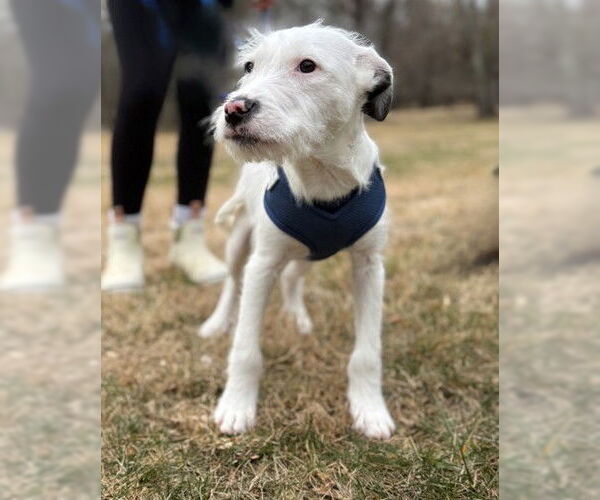 Medium Photo #1 Mutt Puppy For Sale in Warrenton, VA, USA