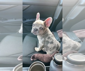 French Bulldog Puppy for sale in DURHAM, NC, USA