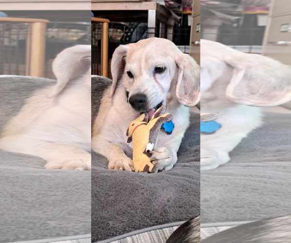 Medium Photo #3 Beagle Puppy For Sale in Las Vegas, NV, USA