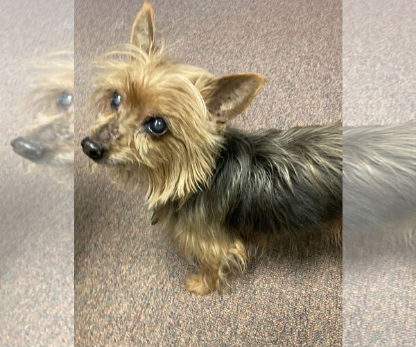 Medium Photo #1 Mutt Puppy For Sale in Rootstown, OH, USA