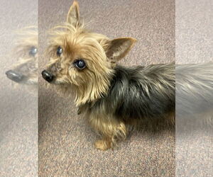 Mutt Dogs for adoption in Rootstown, OH, USA