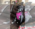 Small #1 American Staffordshire Terrier-Labrador Retriever Mix