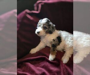 Poodle (Standard) Puppy for sale in SPARTANBURG, SC, USA