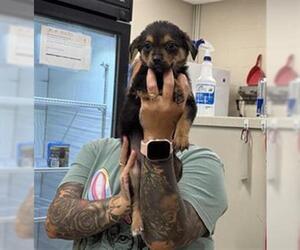 German Shepherd Dog-Unknown Mix Dogs for adoption in Grand Prairie, TX, USA