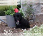 Puppy 10 Golden Retriever-Keeshond Mix