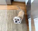 Small #2 Shih Apso
