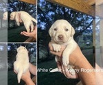 Puppy Kenny Rogers Labrador Retriever