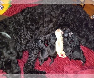 Goldendoodle (Miniature) Puppy for sale in SARATOGA, CA, USA