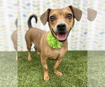 Small Dachshund Mix