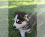 Small Photo #5 Siberian Husky Puppy For Sale in TONOPAH, NV, USA