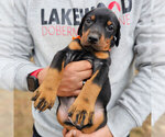 Puppy Black Female Doberman Pinscher