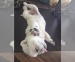 Small #7 Pug