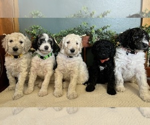 Poodle (Standard) Puppy for sale in BRITT, IA, USA