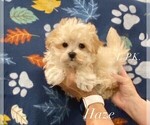 Small Maltipoo (Miniature)
