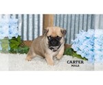 Small #9 Pug