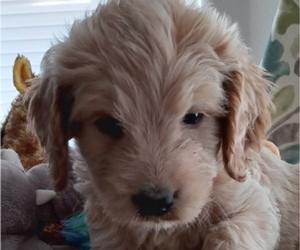 Goldendoodle Puppy for sale in GLOBE VILLAGE, MA, USA