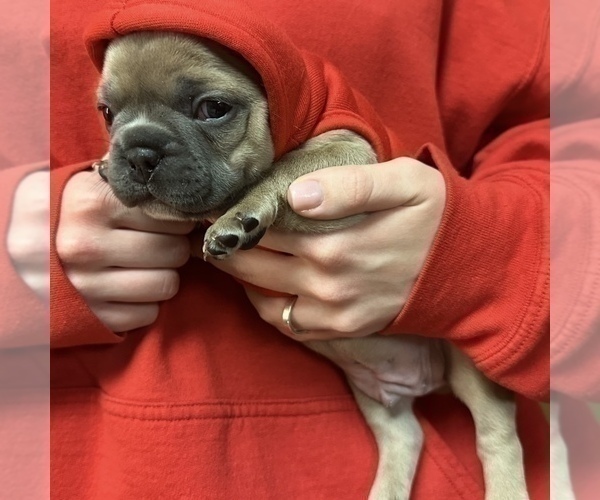 Medium Photo #7 French Bulldog Puppy For Sale in WEXFORD, PA, USA