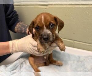 Mutt Dogs for adoption in Tulsa, OK, USA