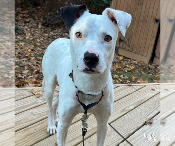 Medium Photo #7 Borador Puppy For Sale in Washington, DC, USA