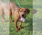 Small #2 Plott Hound-Redbone Coonhound Mix