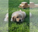 Small #4 Golden Retriever