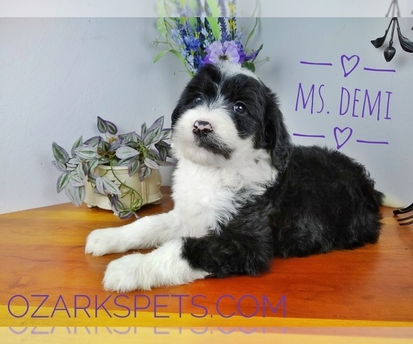 Medium Photo #3 Sheepadoodle Puppy For Sale in SEYMOUR, MO, USA