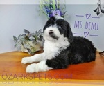 Small Photo #3 Sheepadoodle Puppy For Sale in SEYMOUR, MO, USA