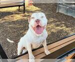 ALFREDO - Male American Bulldog Dog for Adoption - Small photo