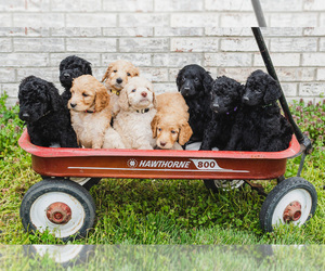 Goldendoodle-Poodle (Standard) Mix Puppy for sale in FINLEY, MO, USA