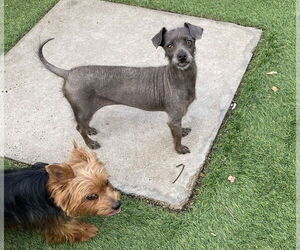 Cairn Terrier-Unknown Mix Dogs for adoption in Princeton, MN, USA