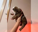 Small Photo #1 English Bulldog Puppy For Sale in OOLOGAH, OK, USA