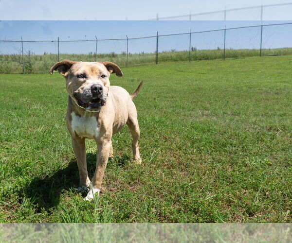 Medium Photo #2 Mutt Puppy For Sale in Abbeville, LA, USA