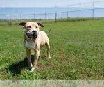 Small #1 Mutt