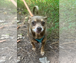 Small #2 Chihuahua