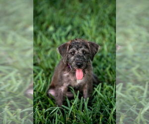Medium Irish Wolfhound-Miniature Schnauzer Mix