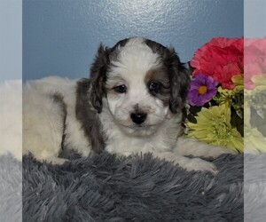 Aussiedoodle Miniature Puppy for sale in SUNBURY, PA, USA