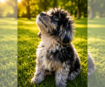 Small #57 Cavapoo (Miniature)