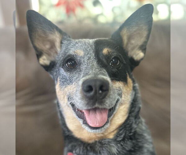 Medium Photo #3 Mutt Puppy For Sale in Fargo, ND, USA