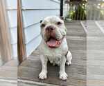 Small #1 Bull-Boxer