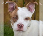 Small American Staffordshire Terrier-Boston Terrier Mix