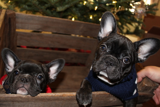 View Ad French Bulldog Puppy for Sale near Florida, TAMPA