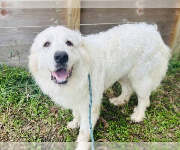 Medium Photo #10 Great Pyrenees Puppy For Sale in Spring, TX, USA