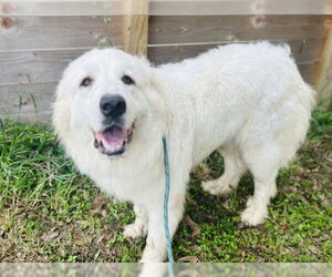 Terrie - Female Great Pyrenees Dog for Adoption - Photo #10