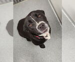 Small #1 Labrador Retriever Mix