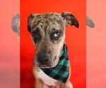Small Photo #4 American Bulldog-American Staffordshire Terrier Mix Puppy For Sale in miami, FL, USA
