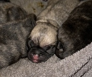 Medium Pug