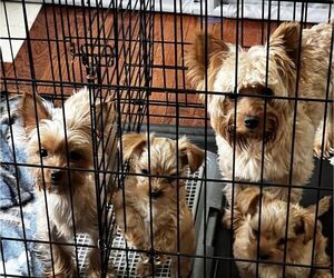 Mother of the Yorkshire Terrier puppies born on 05/05/2025