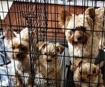Small Photo #1 Yorkshire Terrier Puppy For Sale in MABLETON, GA, USA