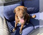 Small #7 Labrador Retriever Mix
